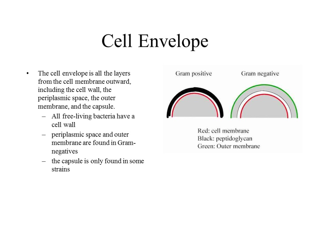 Cell Envelope The cell envelope is all the layers from the cell membrane outward,